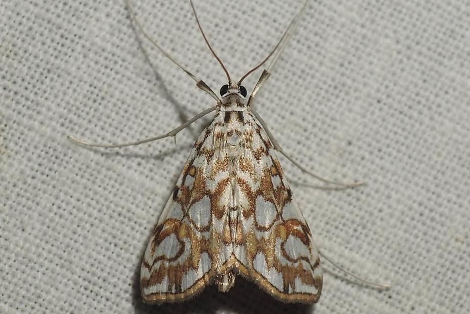 Elophila nymphaeata - tarka vízimoly