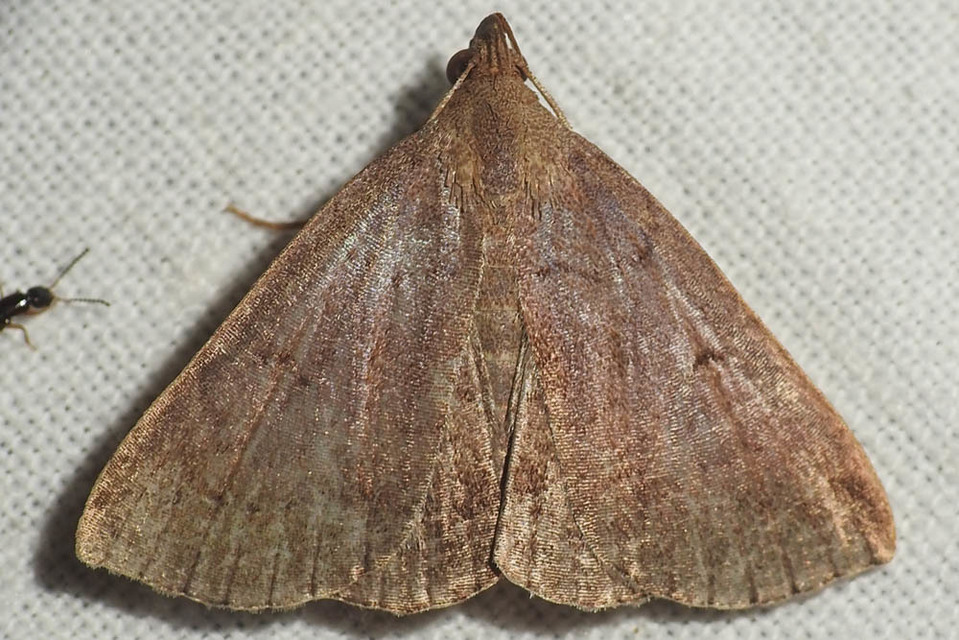 Zanclognatha lunalis - pelyheslábú karcsúbagoly