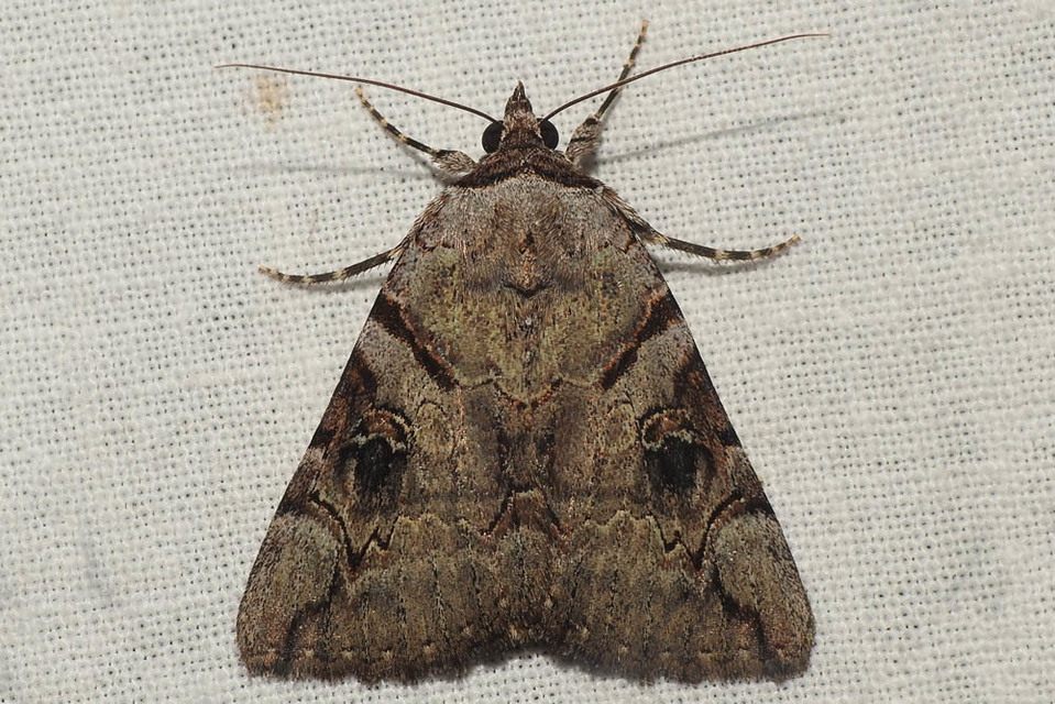 Catocala hymenaea - kökény-övesbagoly
