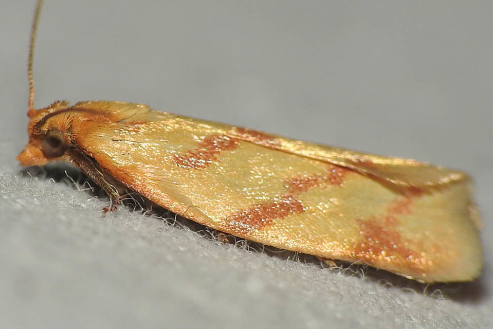 Clepsis pallidana - aranysárga sodrómoly