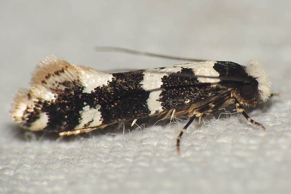 Neurothaumasia ankerella - magyarmoly