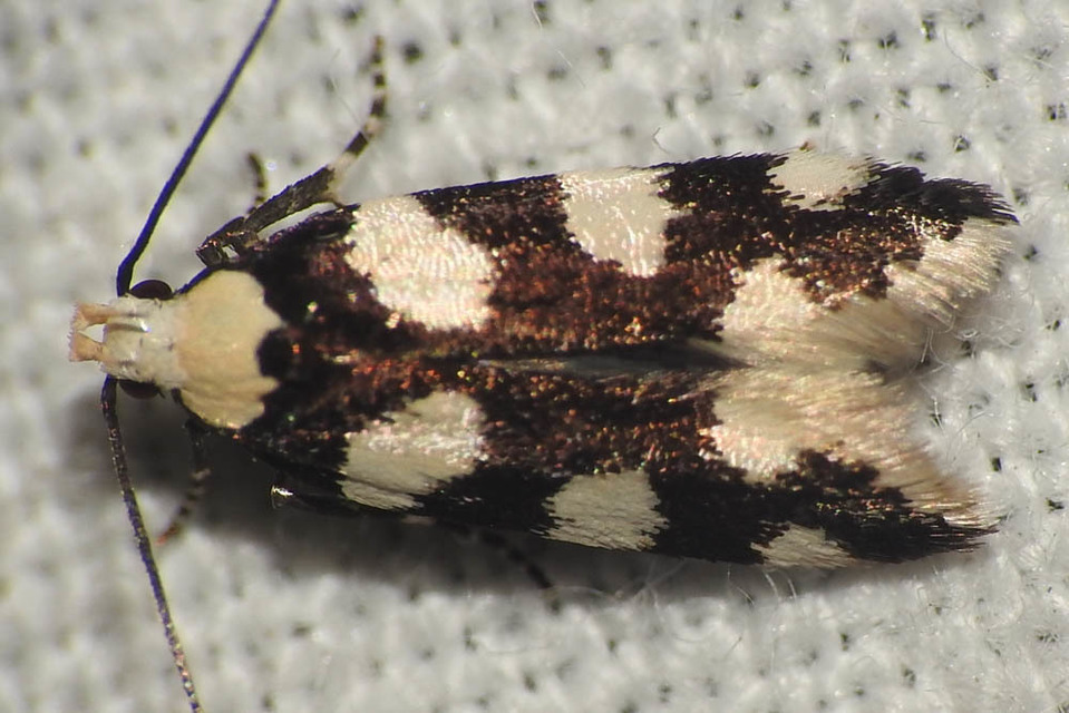 Pseudotelphusa tessella - sóskafamoly