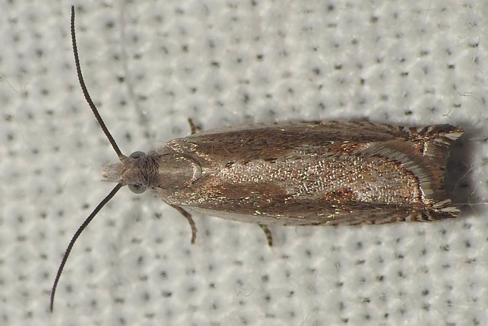 Ancylis