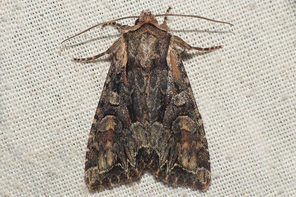 Lacanobia thalassina - borbolya-kertibagoly