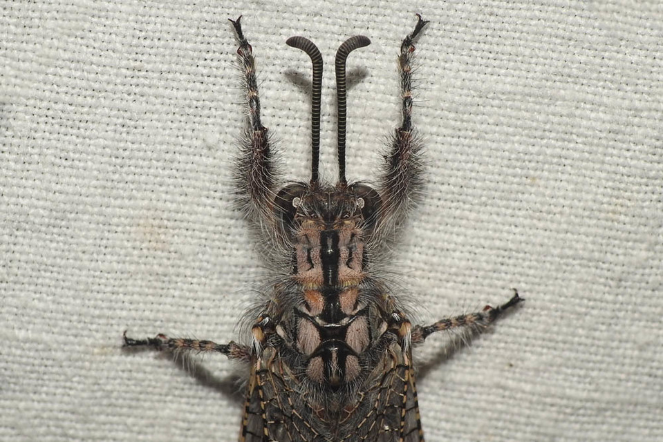 Acanthaclisis occitanica - pusztai hangyaleső