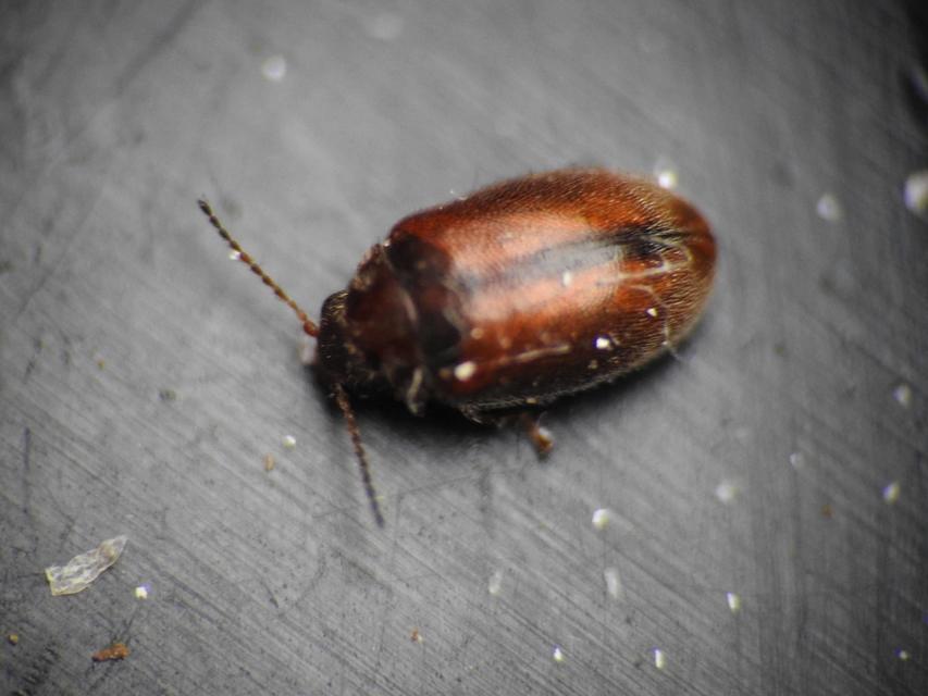 Scirtidae - rétbogárfélék