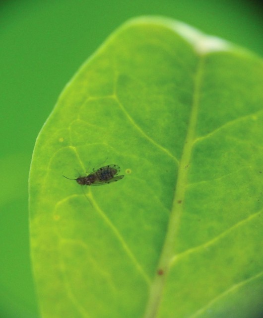 Psocoptera - Fürgetetvek