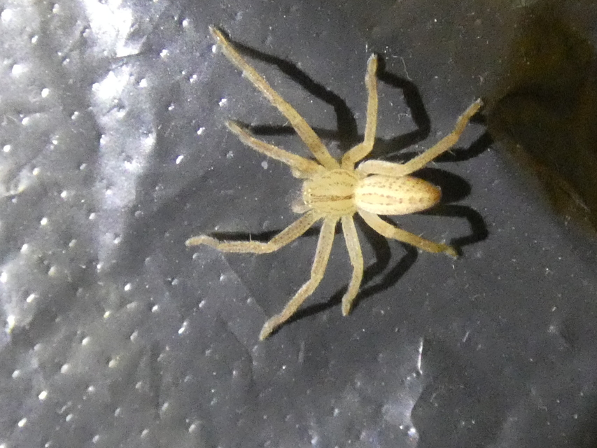 Micrommata virescens - hunyópók