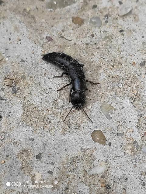Ocypus nitens - fekete holyva