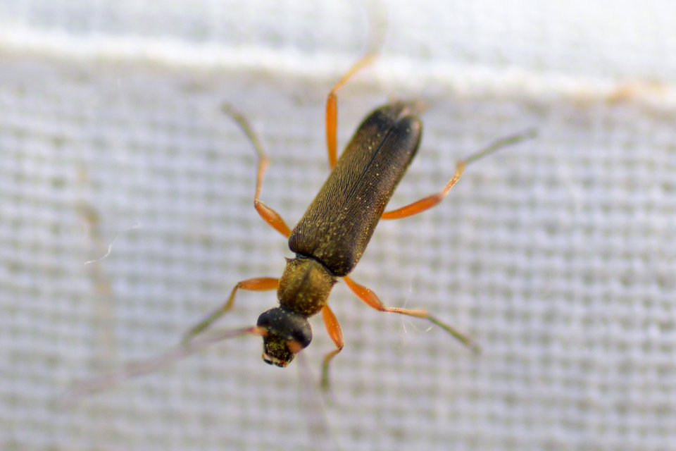 Grammoptera ustulata - aranyszőrű galagonyacincér Grammoptera ustulata - aranyszőrű galagonyacincér