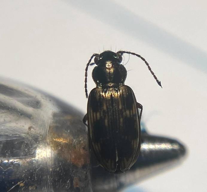 Bembidion varium - rajzos gyorsfutó