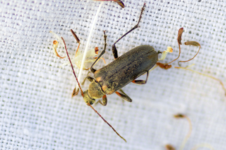 Cortodera humeralis - négyfoltos cserjecincér