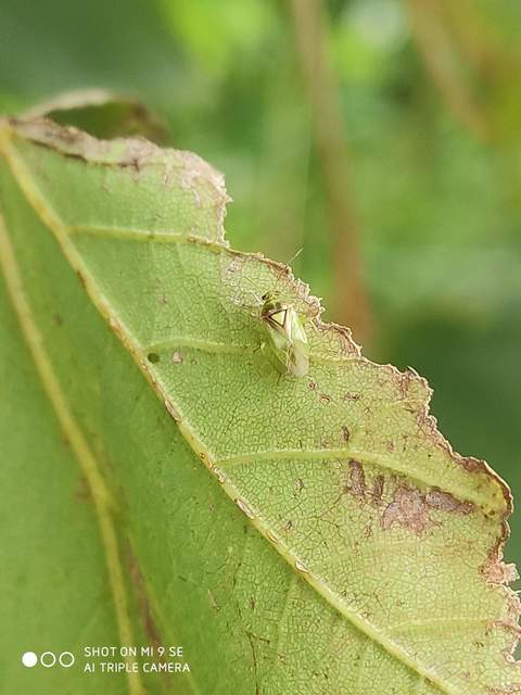 Orthops campestris - kis réti mezeipoloska