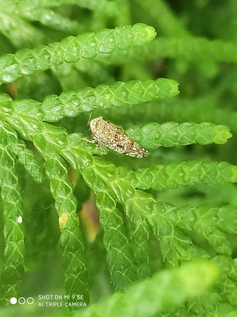 Orientus ishidae