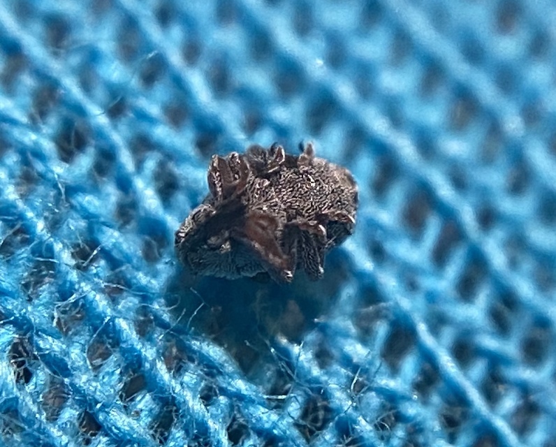 Oprohinus consputus - hamvas hagymaormányos
