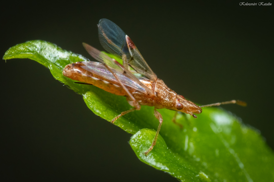 Belonochilus numenius - amerikai platánbodobács
