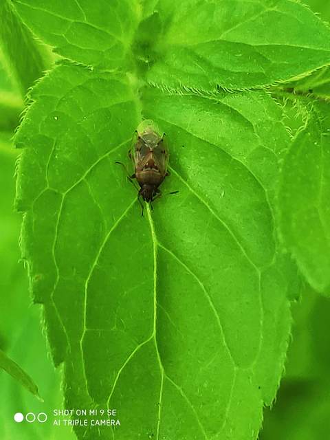 Kleidocerys resedae - nyírbodobács