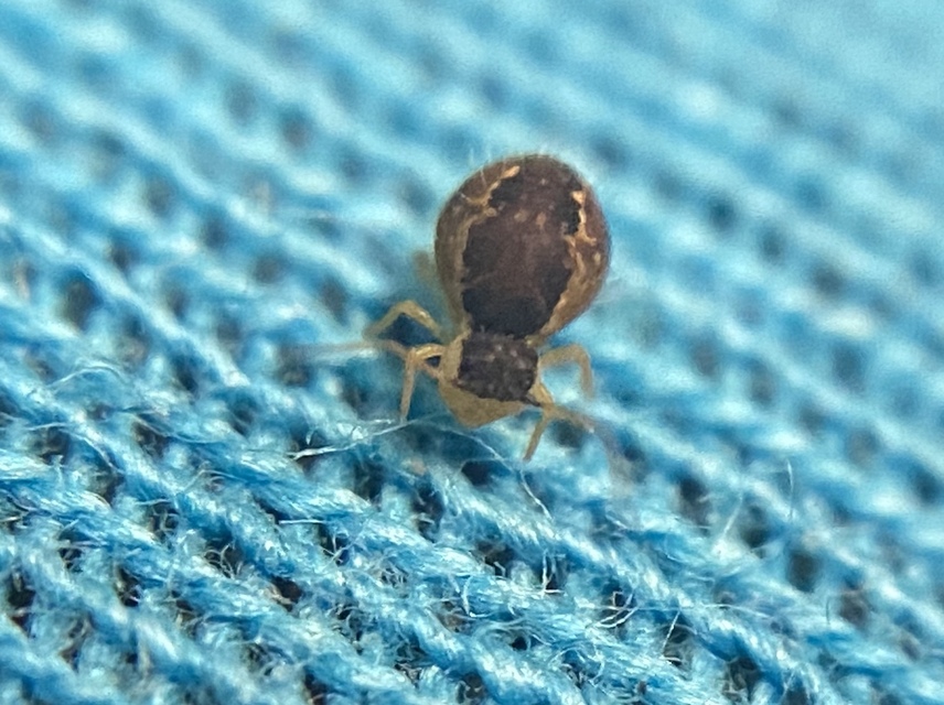 Sminthurus maculatus Sminthurus maculatus