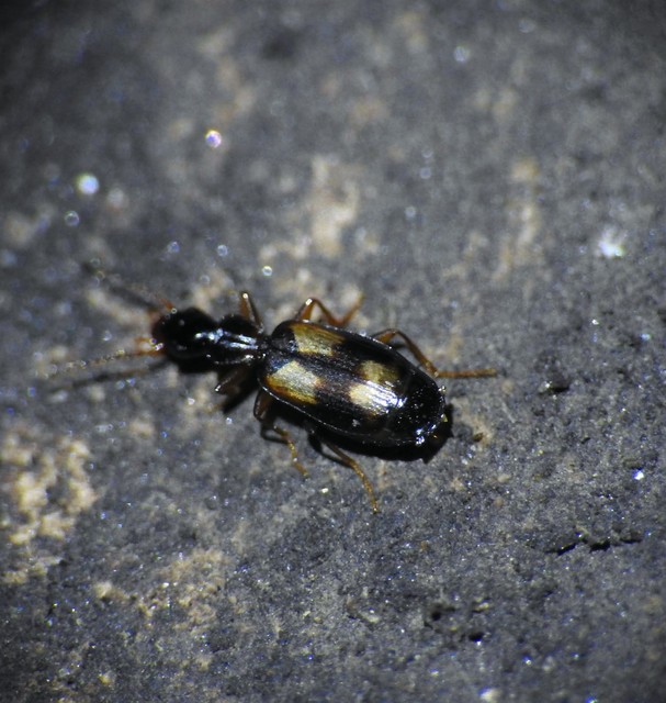 Calodromius spilotus - vállfoltos kéregfutó