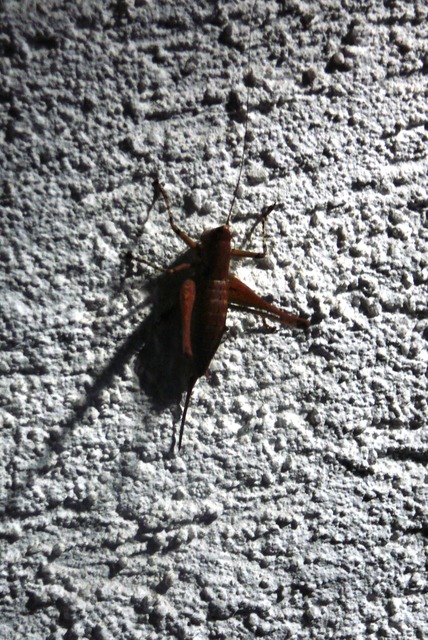 Rhacocleis annulata