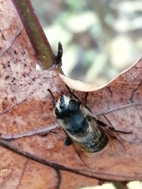 Eristalis tenax - közönséges herelégy