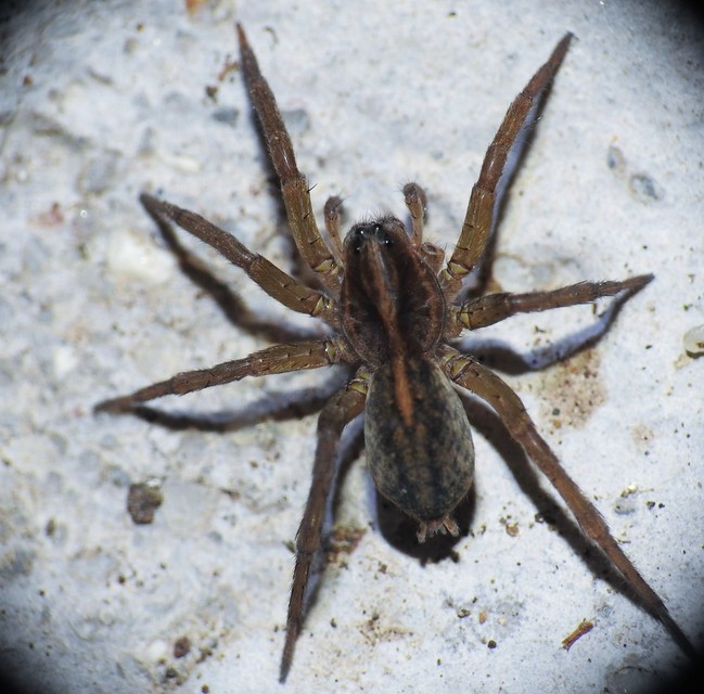 Trochosa