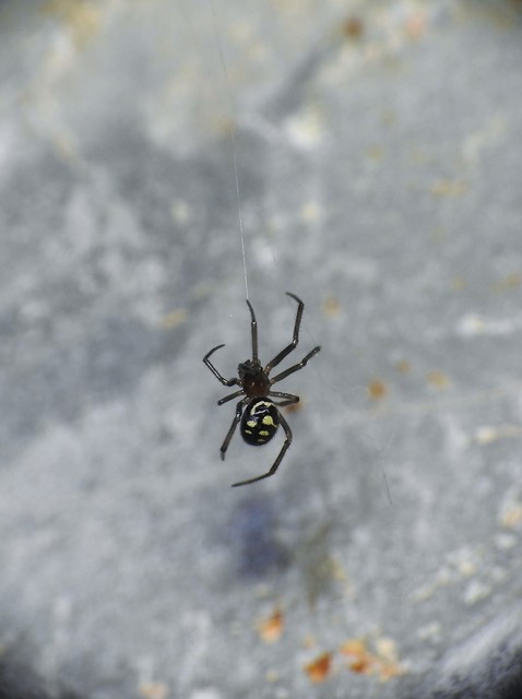 Steatoda grossa - nagy faggyúpók