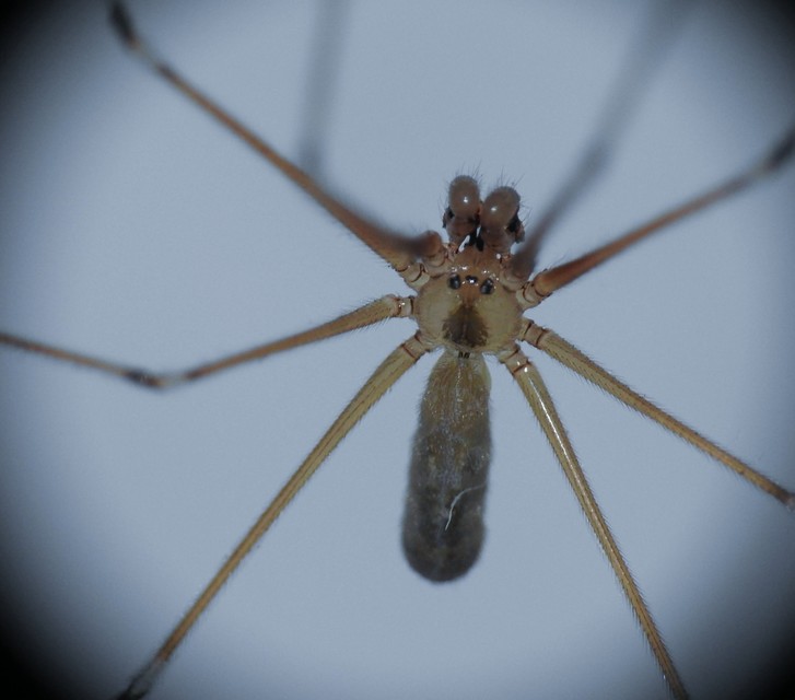 Pholcus phalangioides - nagy álkaszáspók Pholcus phalangioides - nagy álkaszáspók