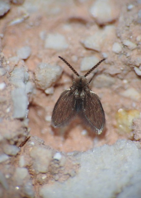 Psychoda