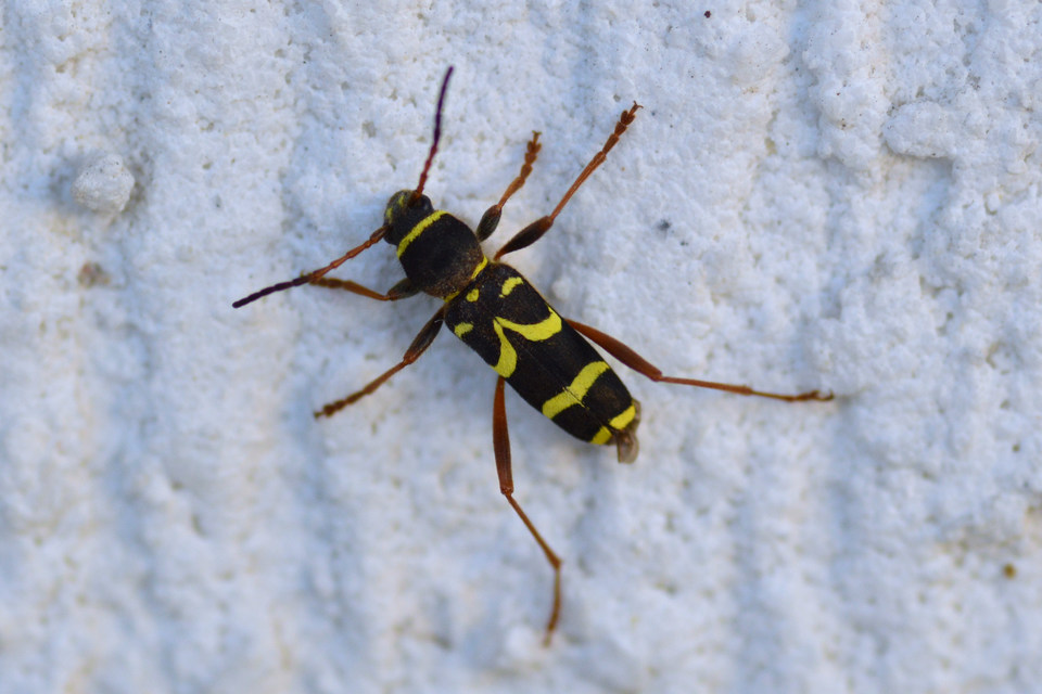 Clytus arietis - közönséges darázscincér