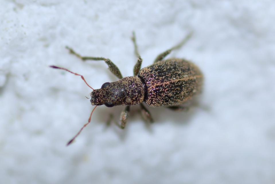 Polydrusus inustus - keleti lombormányos