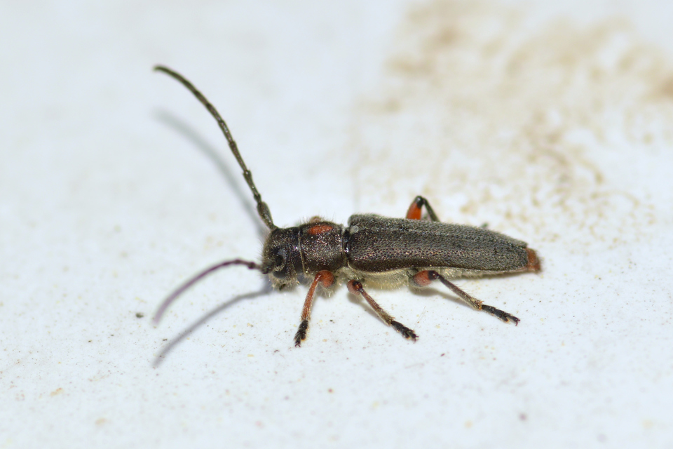 Phytoecia pustulata - parányi fűcincér