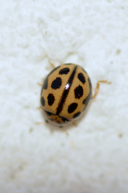 Tytthaspis sedecimpunctata - tizenhatpettyes katica