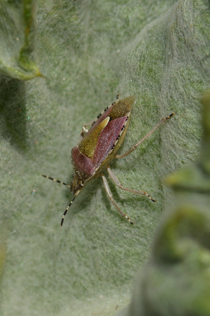 Dolycoris baccarum - közönséges bogyómászó-poloska Dolycoris baccarum - közönséges bogyómászó-poloska