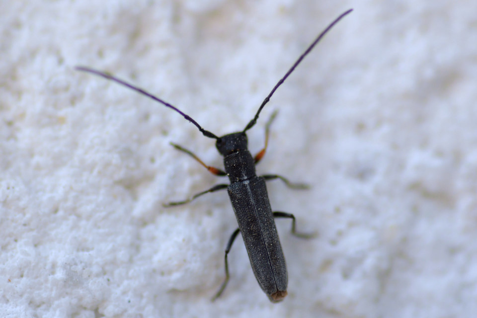 Phytoecia cylindrica - medvelapucincér