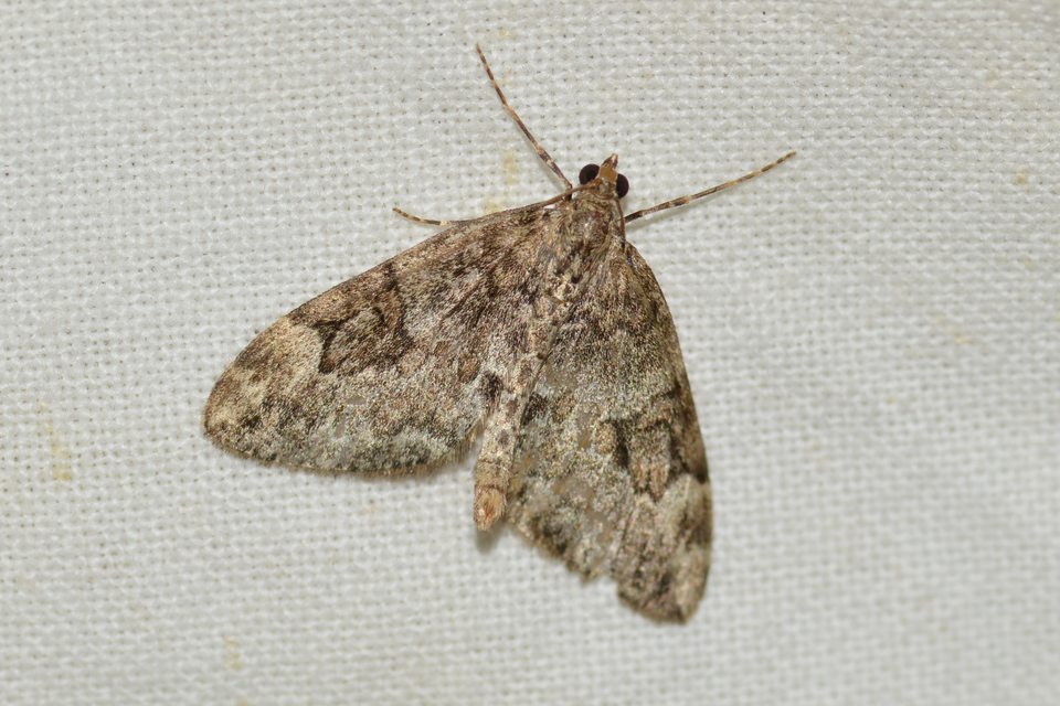 Thera variata/britannica