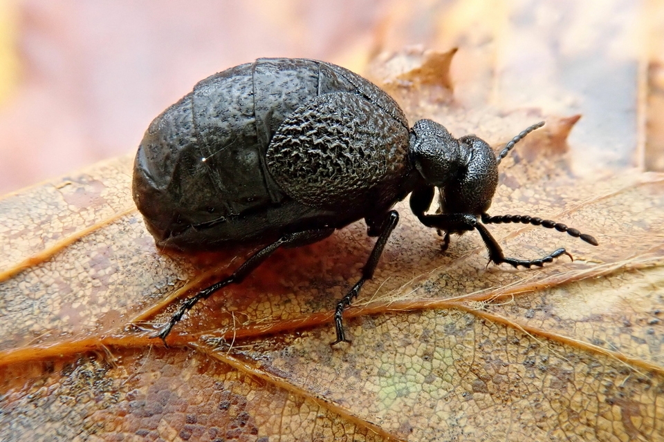 Meloe rugosus - ráncos nünüke