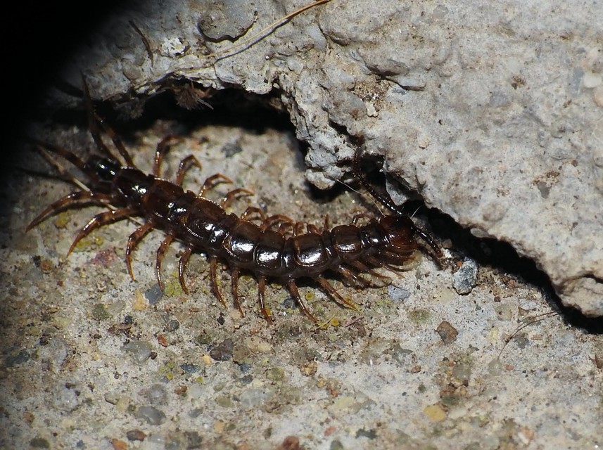Lithobius