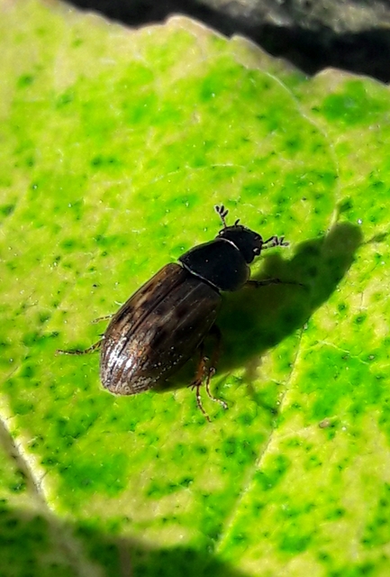 Aphodius obliteratus - sötétjegyű trágyabogár