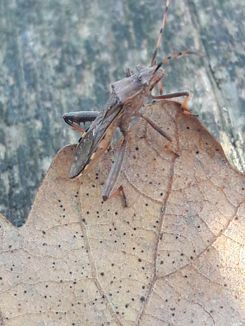 Camptopus lateralis - görbelábú karimáspoloska