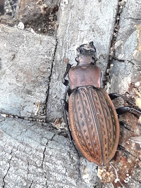 Carabus cancellatus - ragyás futrinka
