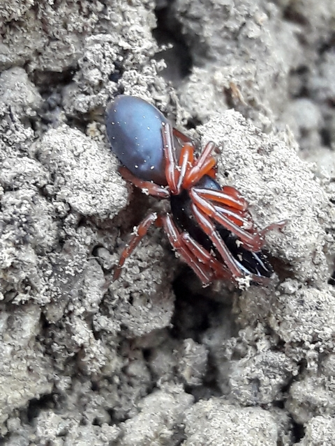 Dysdera