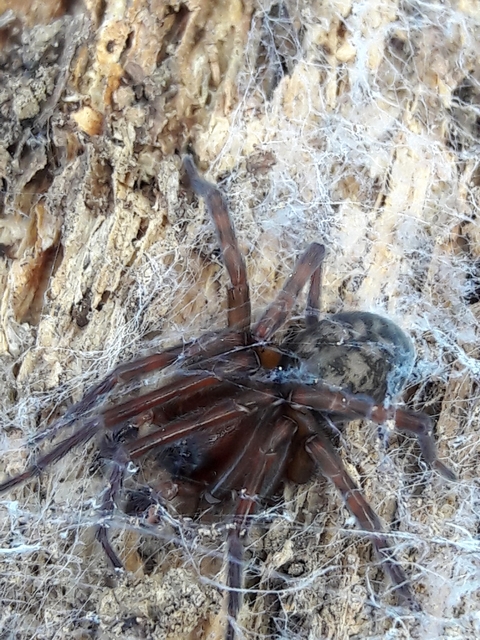 Amaurobius ferox - nagy eretnekpók