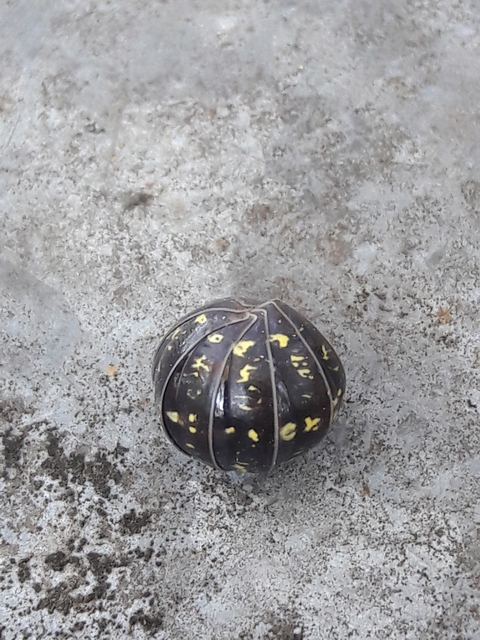 Armadillidium vulgare - szürke gömbászka