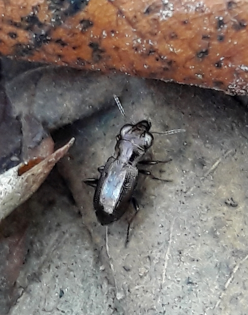 Notiophilus rufipes - vöröslábú szemesfutó
