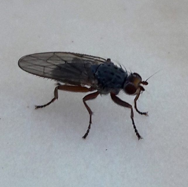 Heleomyzidae - tüskésszárnyú legyek