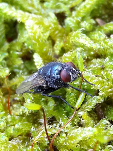 Eudasyphora