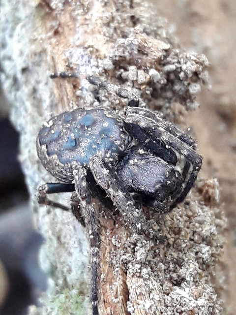 Nuctenea umbratica - közönséges rés-keresztespók