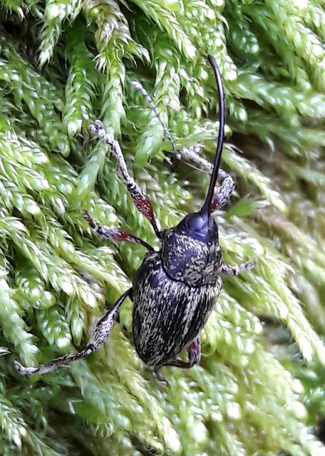 Curculio glandium - tölgymakkzsuzsóka
