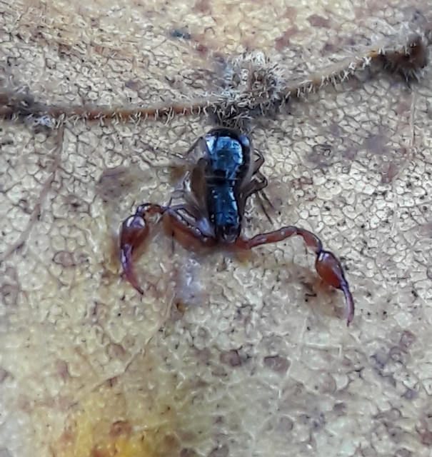 Neobisium